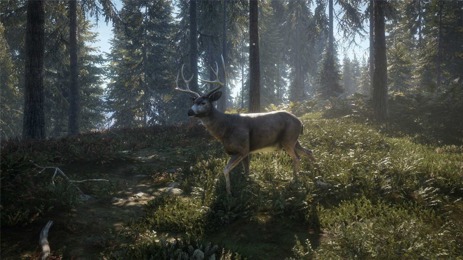 图片[2]-猎人：野性的呼唤/猎人：荒野的呼唤/theHunter: Call of the Wild-ST资源网
